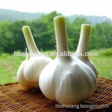 garlic powder allicin for animal feed additive